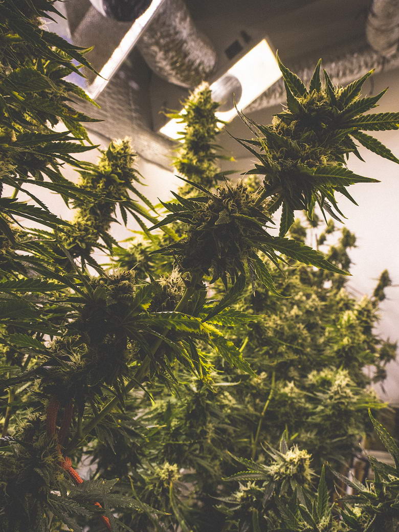 Agroswift farmer support