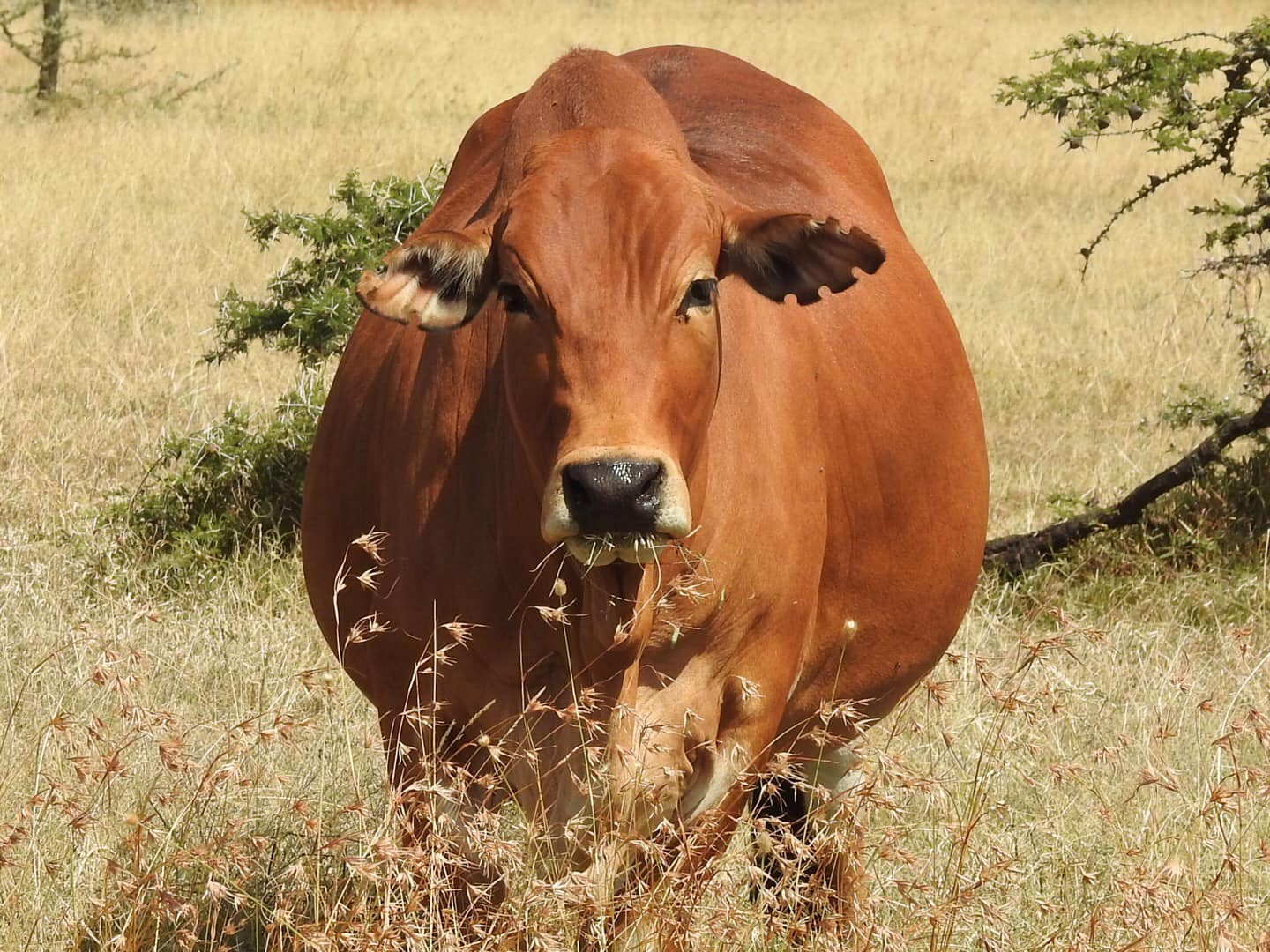 Cattle
